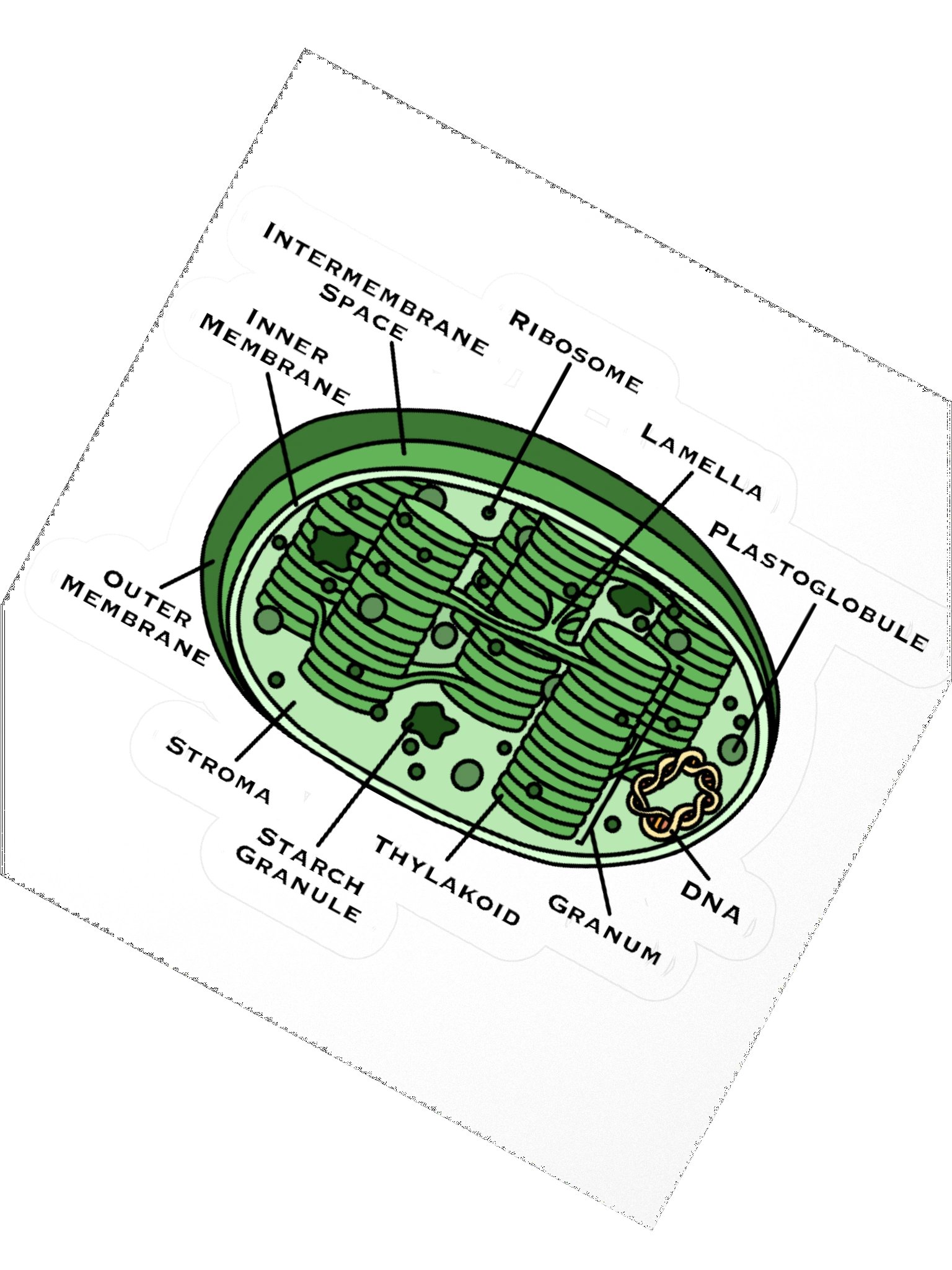 Chloroplast Diagram Kiss Cut Sticker product image (2)