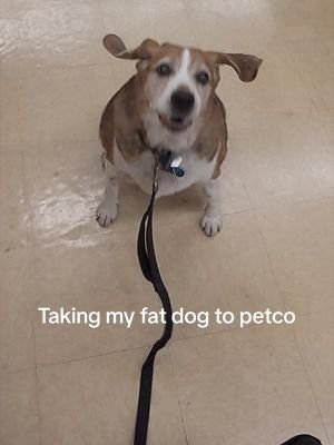 Bro always getting spoiled in there 😂 #dog #funny #viral 