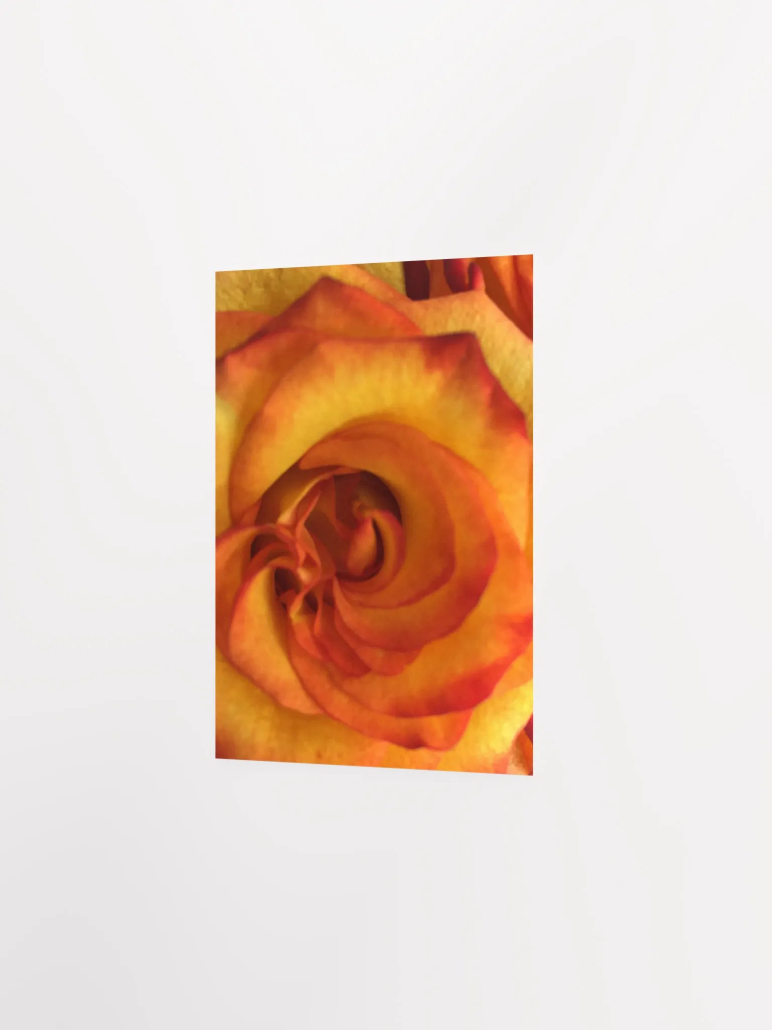 Orange/Red Rose Close-Up product image (6)