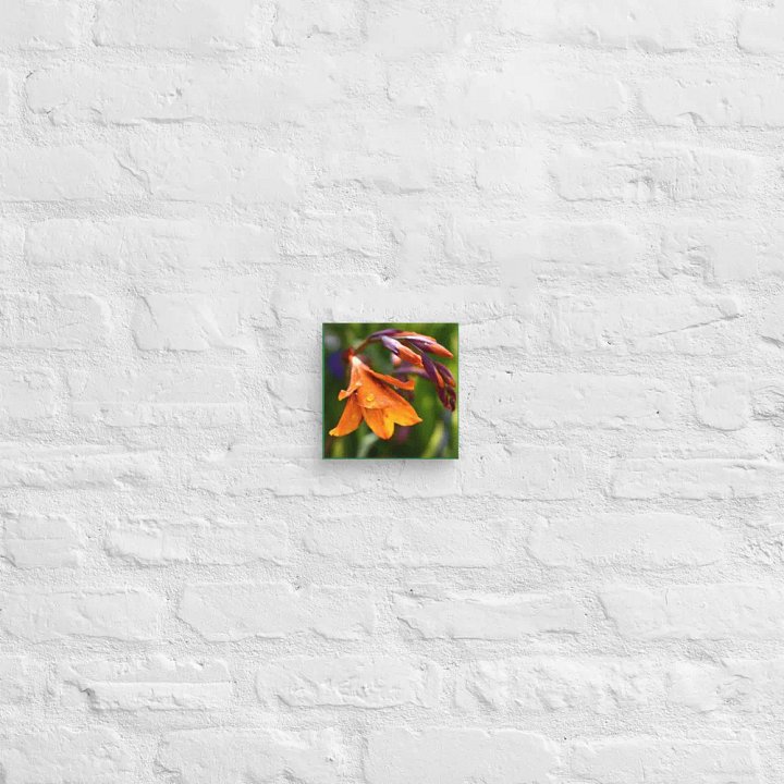 Canvas: Höstlilja Waterdrop product image (2)