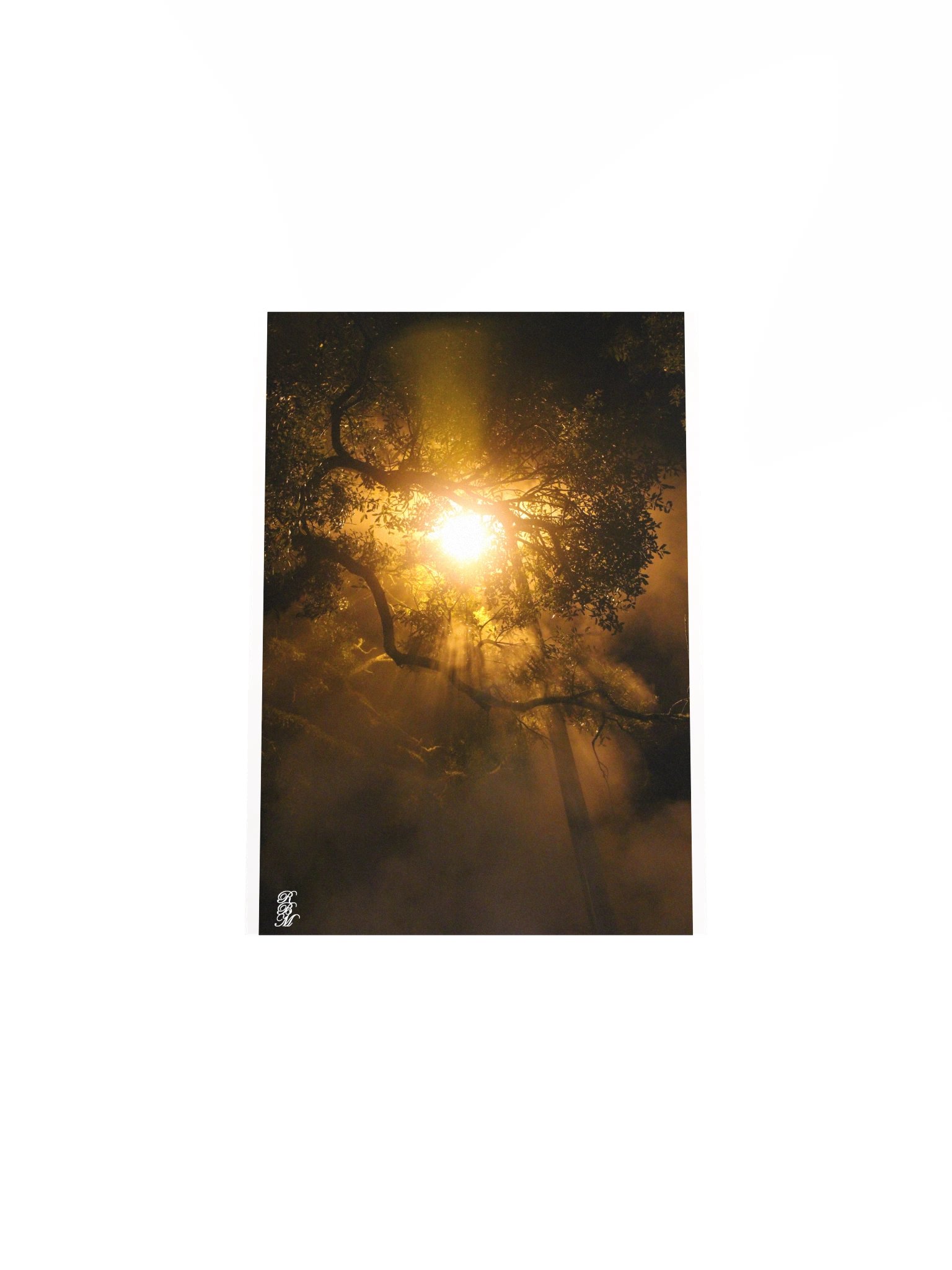 Light through Tree Branches product image (24)