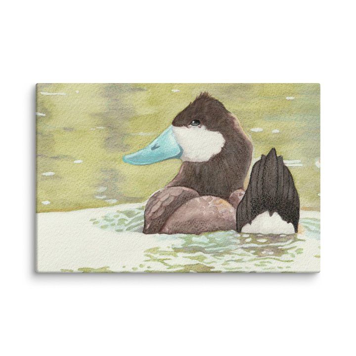 Ruddy Duck product image (3)