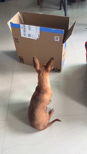 Chihuahua patiently waiting for his cat sister. 

#chicathedoberman #chihuahua #calicocat