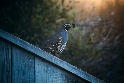 One day I’ll have a super awesome macro nature lens so the quality will be super sharp and hires but until then, I think my n...