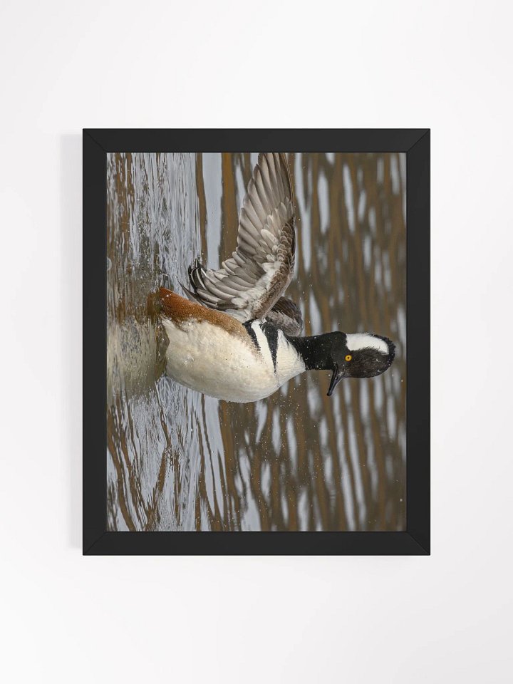 Displaying Hooded Merganser product image (1)