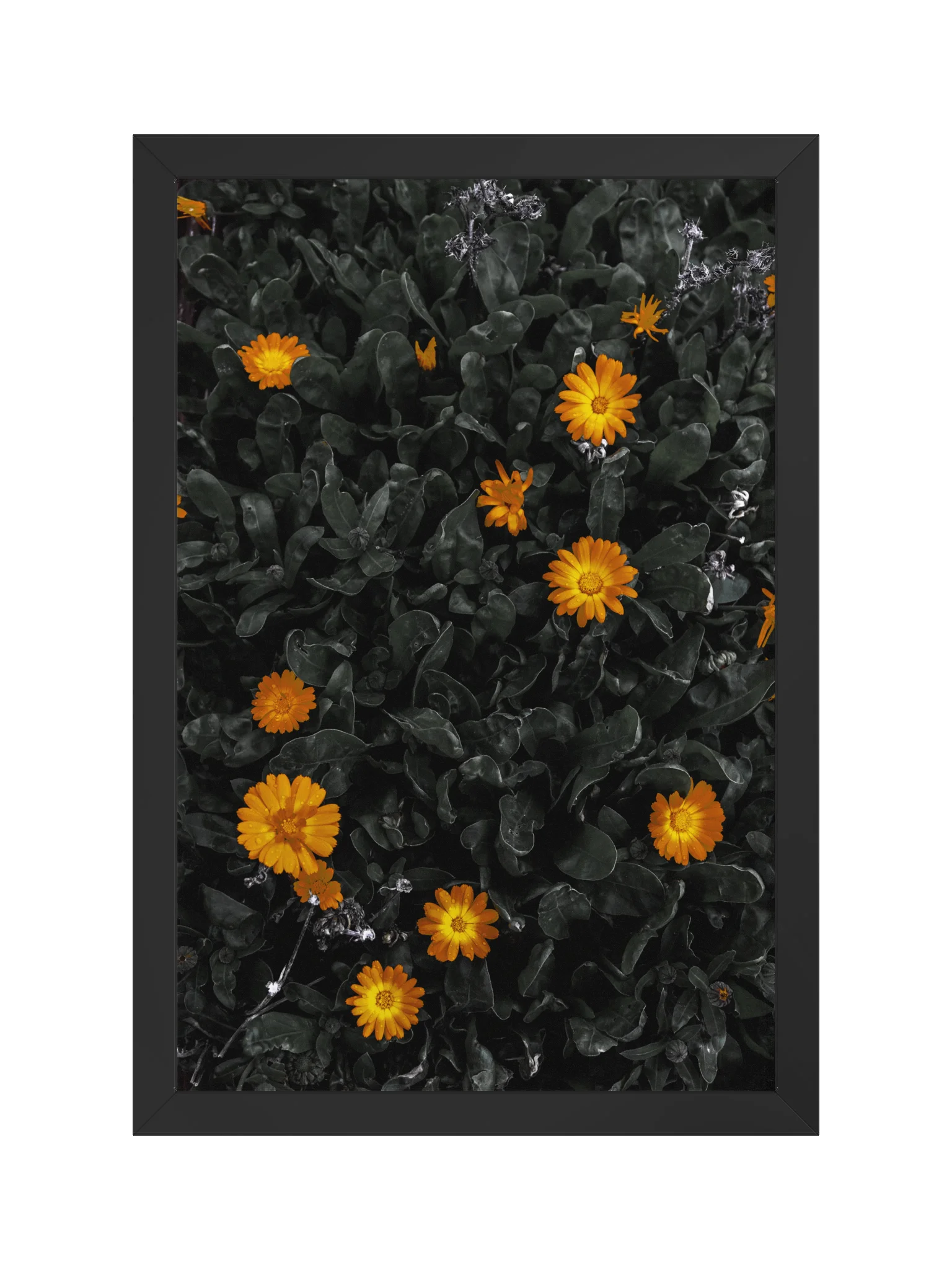 Daisy Delight product image (1)