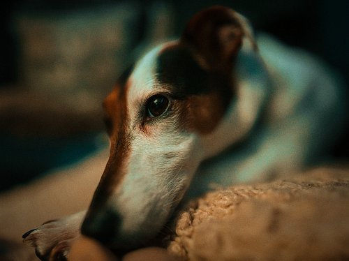 A very #mighty #jackrussellterrier and an #amazing #companion