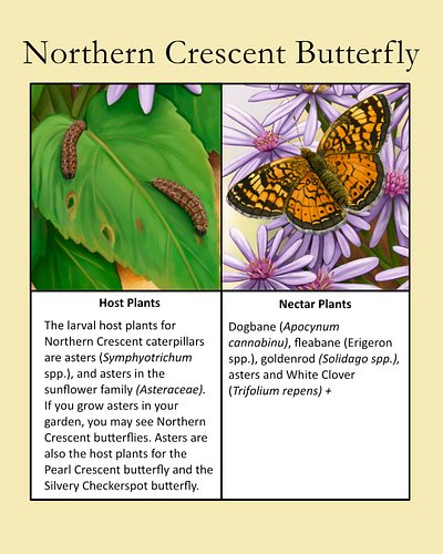 Be sure to get some native asters for your garden this year. They are fantastic for supplying nutrients to pollinators in the...