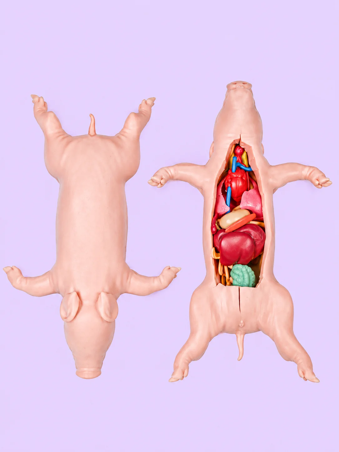 Anatomically Acurate Dissection Models (Piglet and Frog) product image (2)