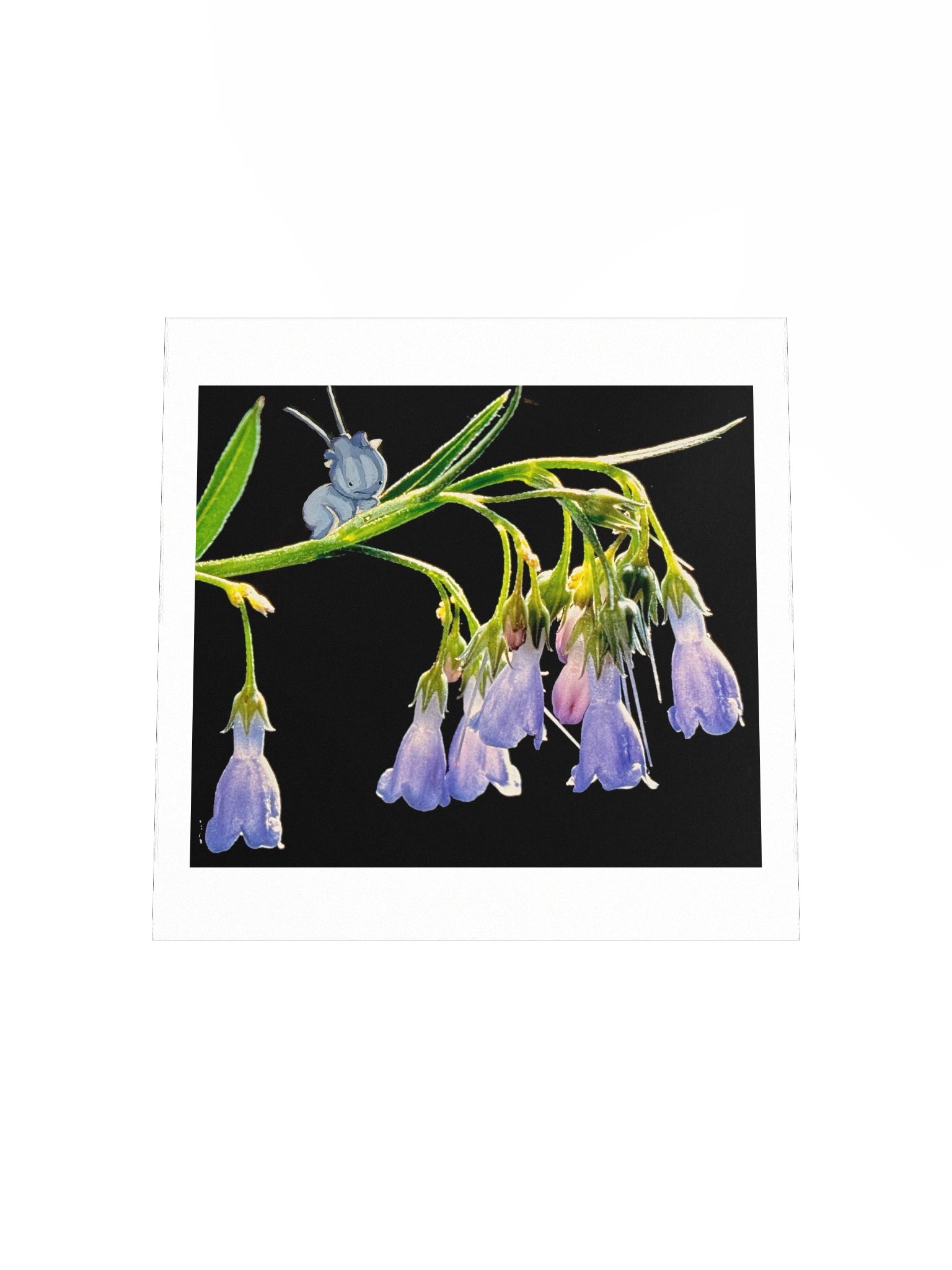 Bluebell Groibling product image (18)