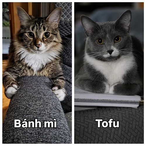 If you missed it our podcats (#4) went live earlier tonight. Make sure you go watch Ana talking all about cats. Our cats, you...