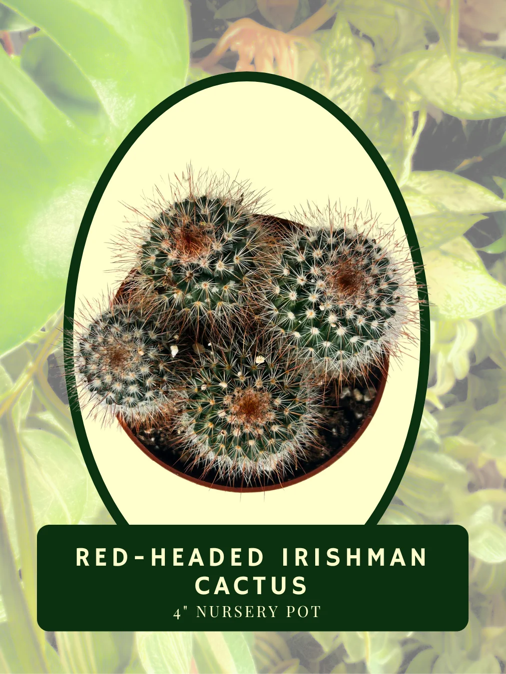 Red-Headed Irishman Cactus product image (2)