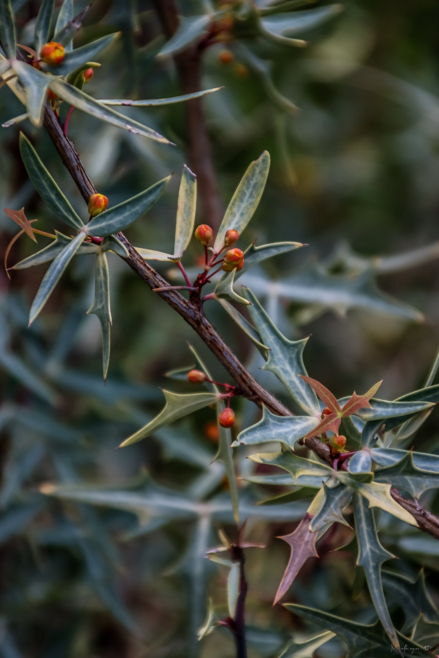 🌿Fine Art - Spikes and Se crets 🔒✨ product image (1)