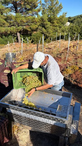 I came to Ikaria to explore the island and ended up barefoot, stomping grapes @afianeswines 

Founded by Nikos Afiané in 1997...