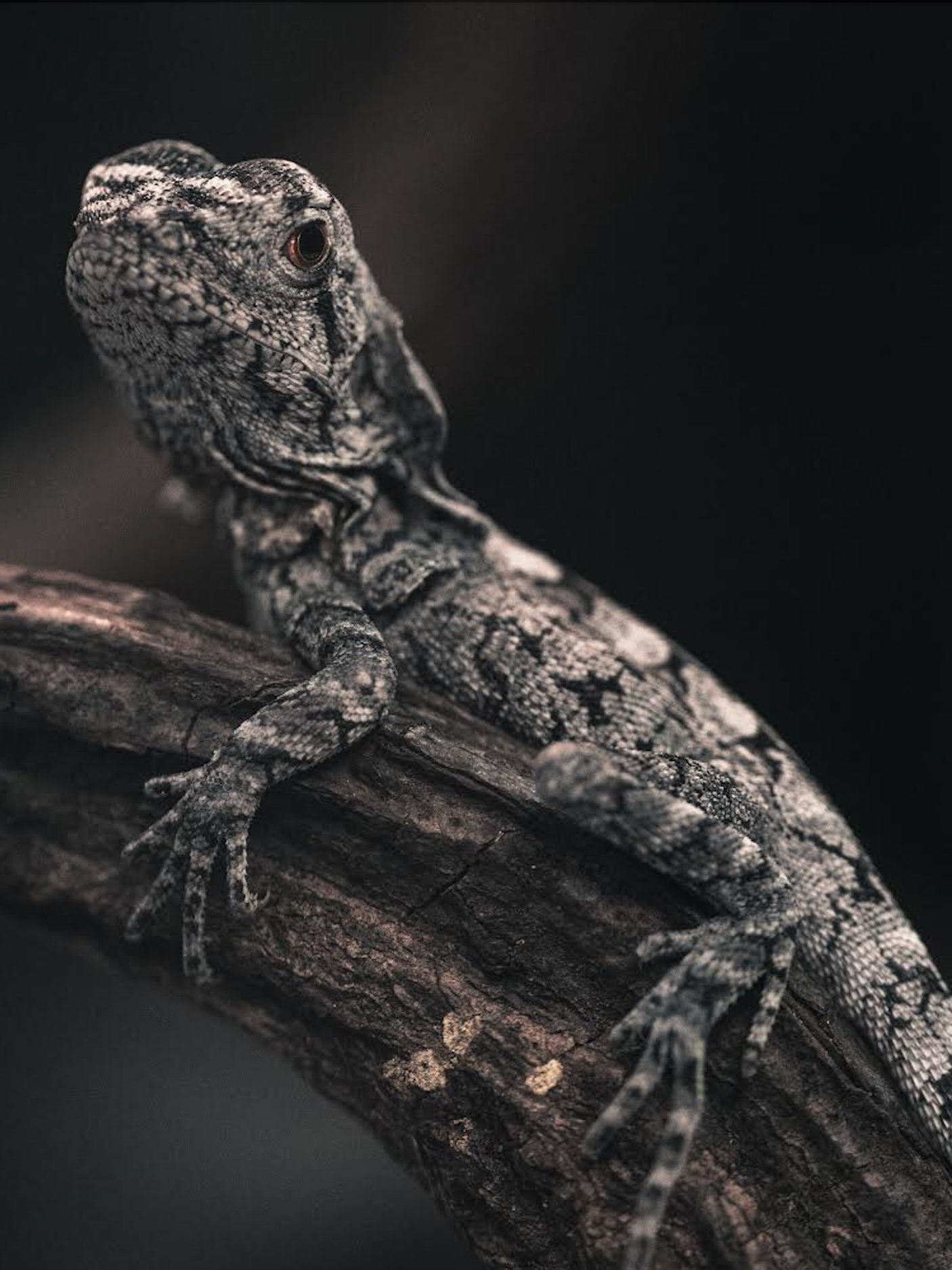 Baby Frilled Dragon product image (1)