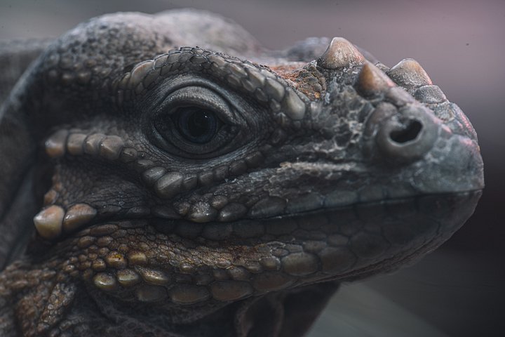 Rhino Iguana Face product image (1)