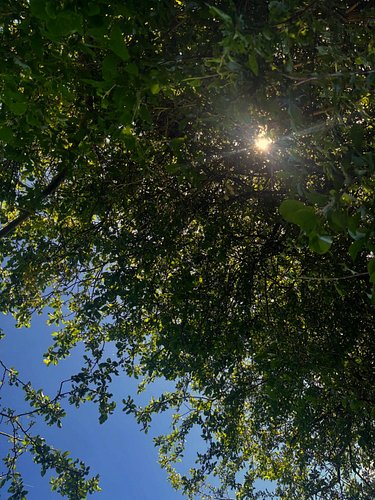 We’ve been missing the sunshine this week! 🌳☀️

#freshair #walks #outdoors #sunshine #sunnydays