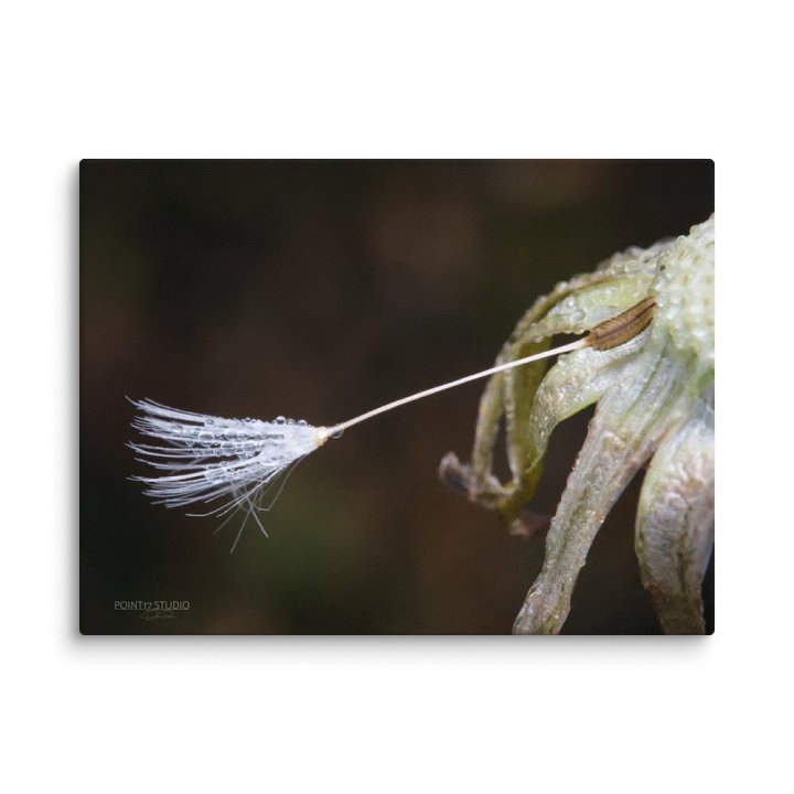 One Last Wish - Print On Canvas product image (1)