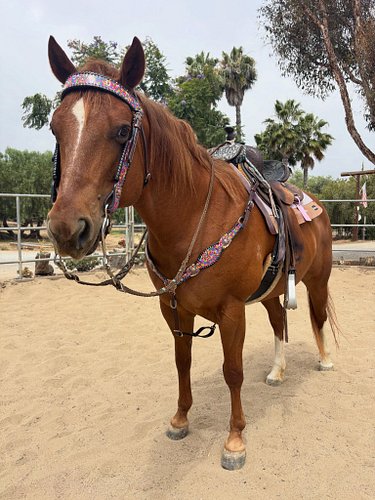 Rainbow Sprinkles on everything! #rainbowsprinkles #hotheadstalls #horse #horsetack