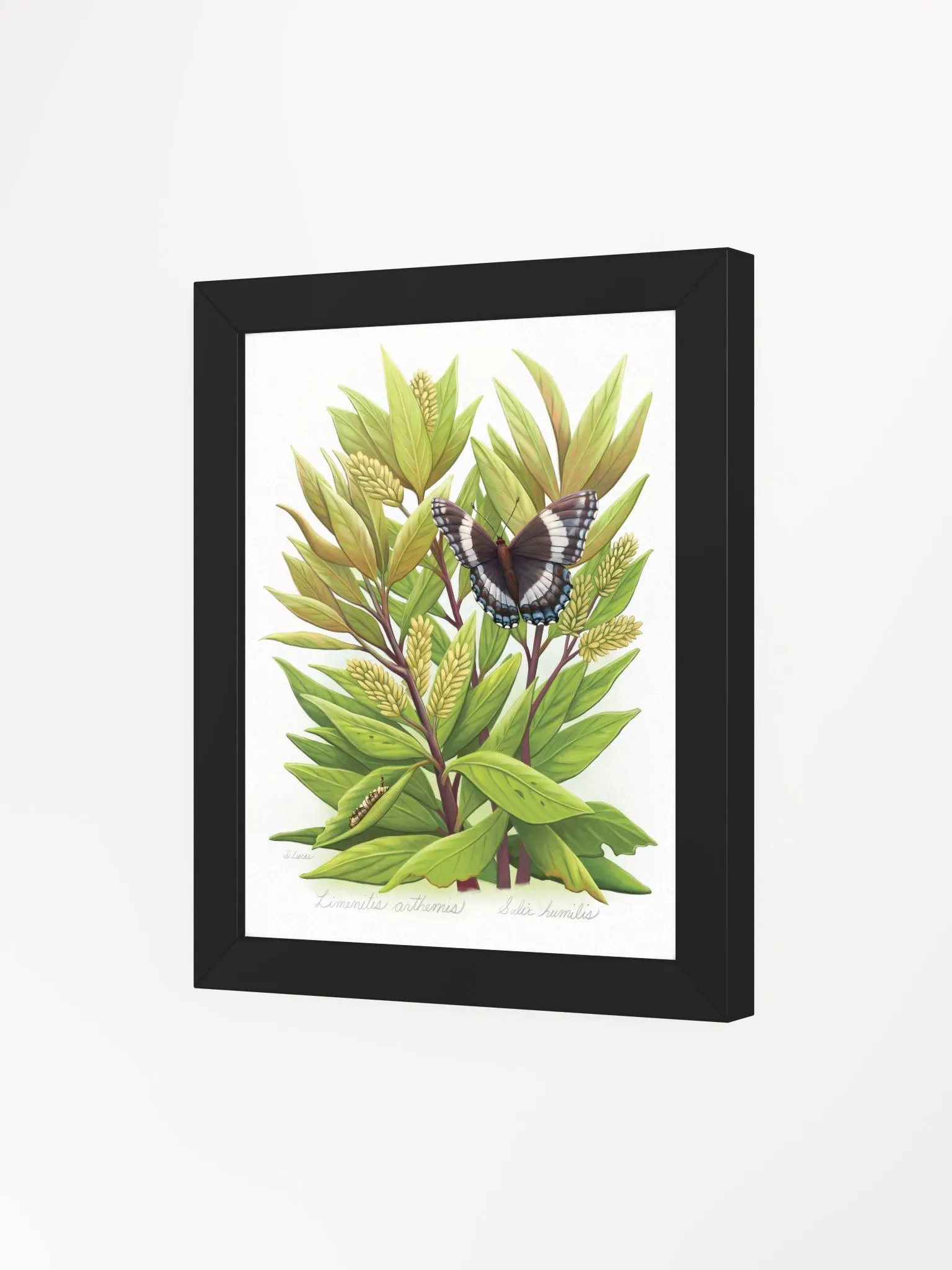 White Admiral Butterfly product image (28)