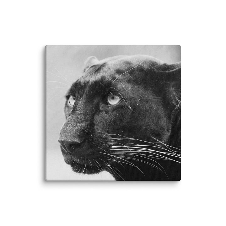 Black Leopard Canvas Print product image (21)