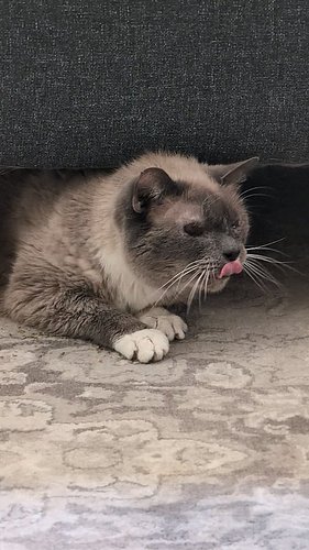 Where is the catnip?

#romeo #sundayvibes #adoptdontshop #catsofinstagram #purrlates