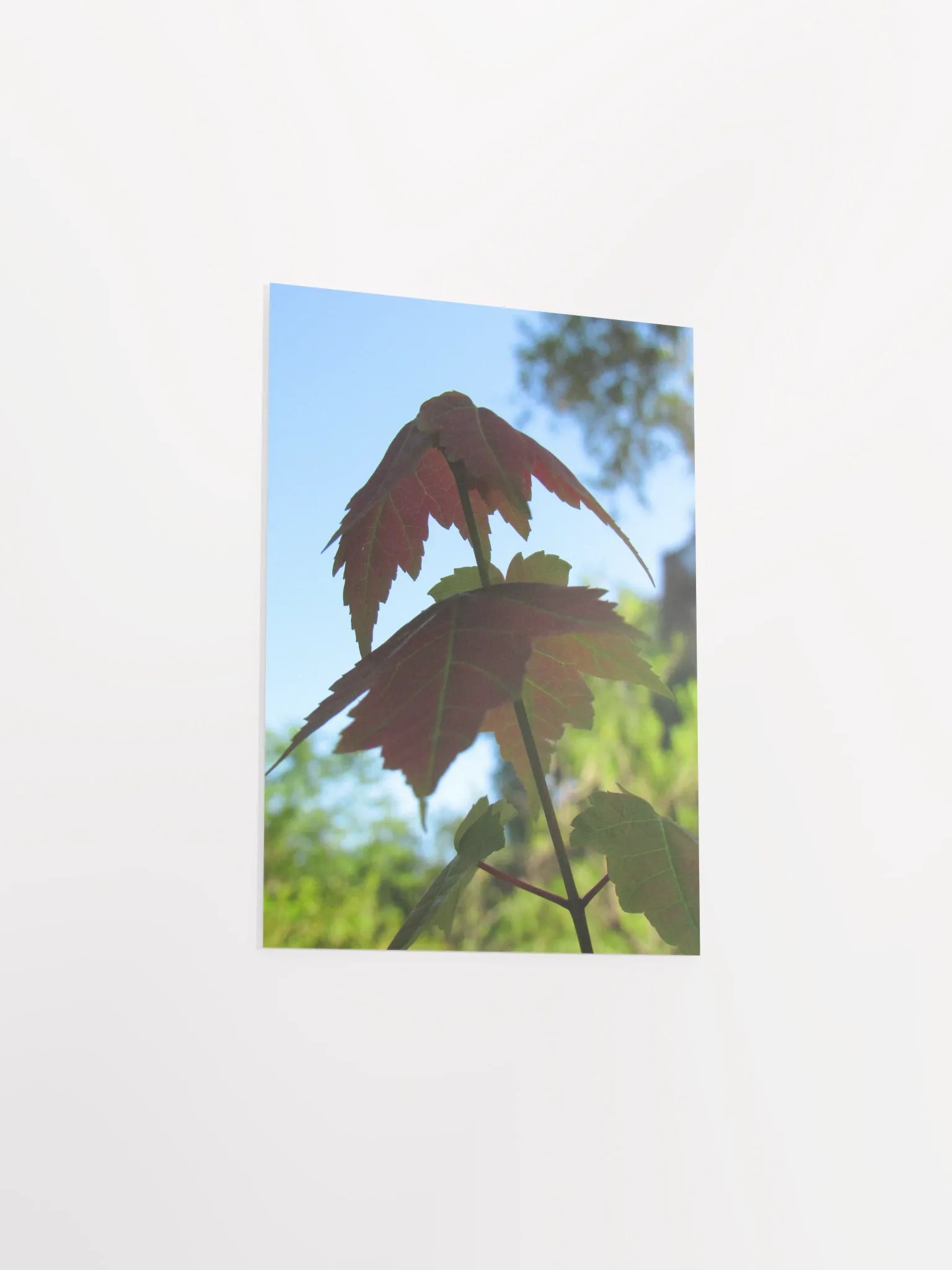 Maple Leaf product image (34)