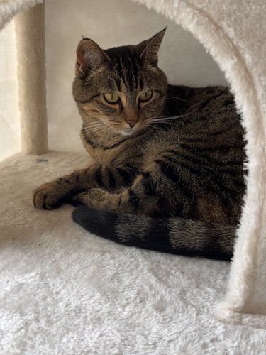 Happy 8th birthday, Sara!!! 🐱🥳🎉🎂💙