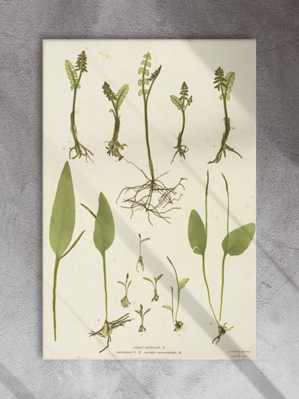 Botanical Illustrations Study Canvas product image (1)