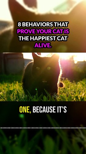 8 behaviors that prove your cat is the happiest cat alive #cats #catmom #catlovers