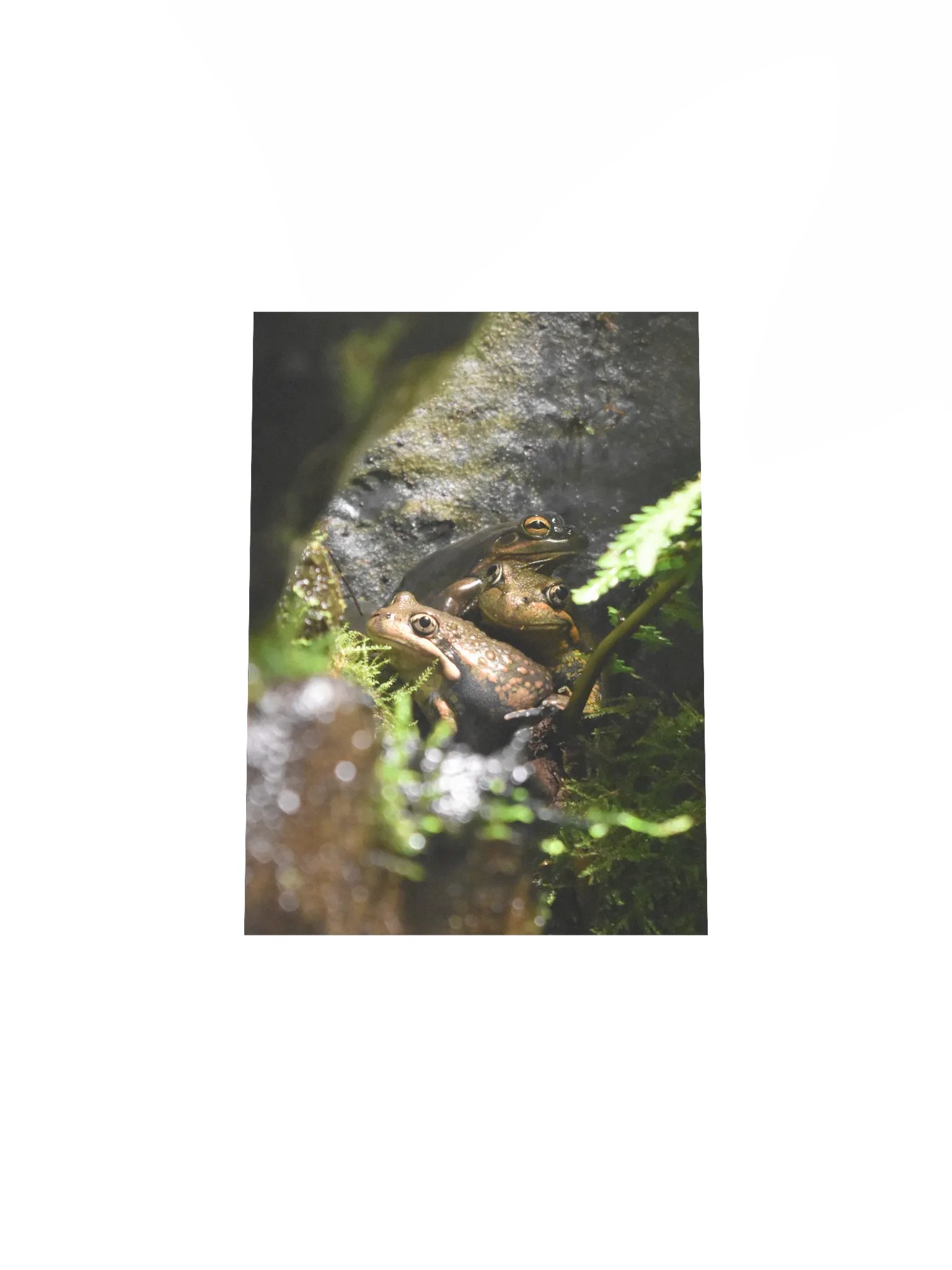 Frogs product image (4)