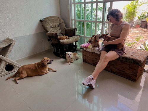 The pack wishes you a good morning and a wonderful day. 

#goodmorning #mixedpack #catsanddogs