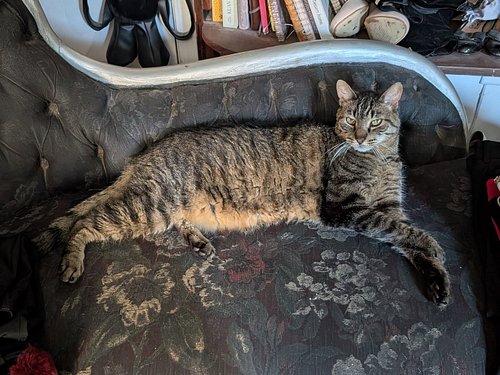 Fritzy says: Let's chill like villains.