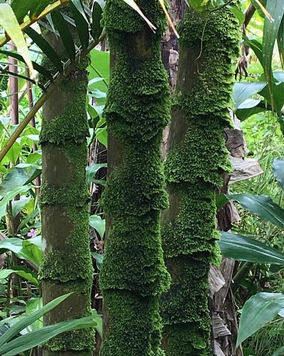 Moss is my friend #hawaii