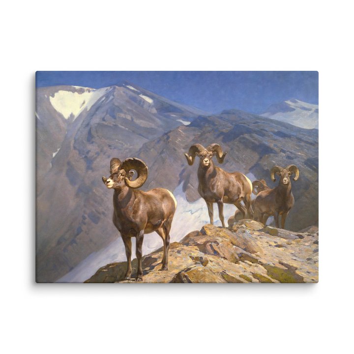The Mountaineers - Big Horn Sheep on Wilcox Pass product image (4)