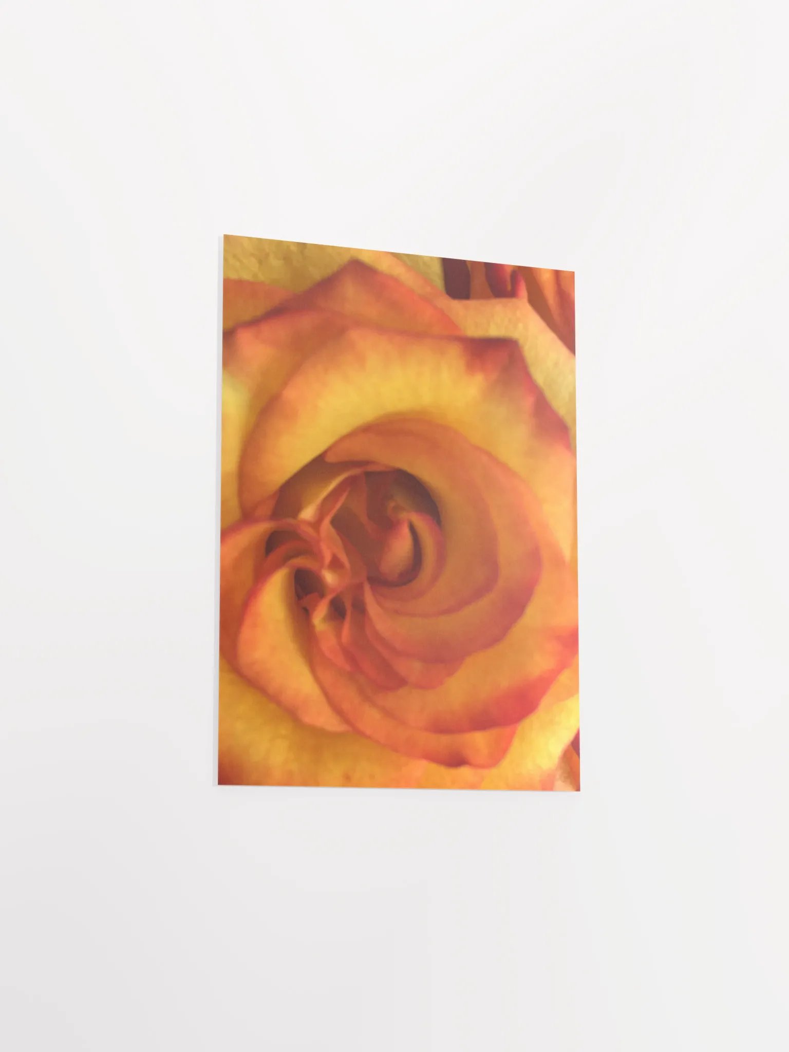 Orange/Red Rose Close-Up product image (7)