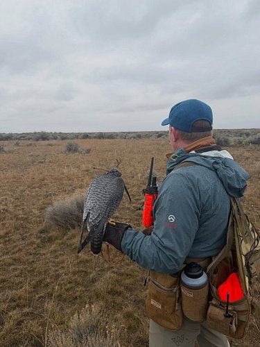 Today I got to go on my first falconry hunt. Even though we didn’t catch anything, it was awesome to see man, dog and raptor ...
