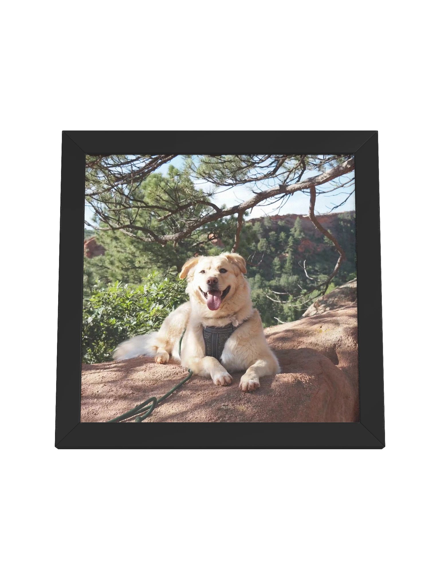Sun Bathe - Milo's Life Square Framed Poster product image (16)