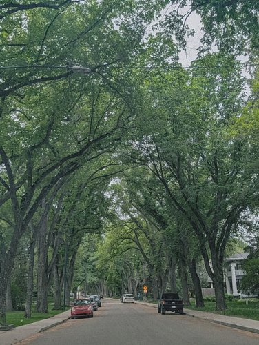 Tree canopies are my favorite summer feature.

#SummerInBloom #SummerInSaskatoon #YXE #Summer26 #NaturePhotography