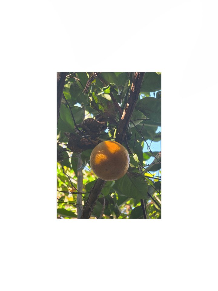 Sunlight on a Sweet Orange product image (3)
