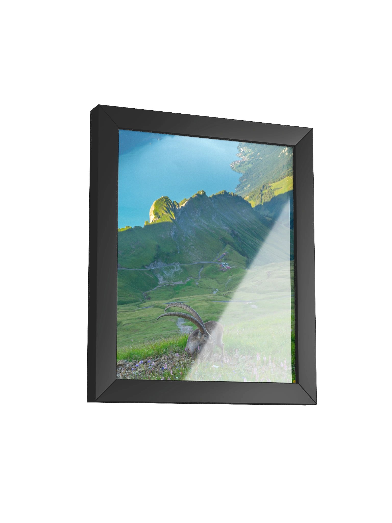 Steinbock auf dem Brienzer Rothorn product image (8)