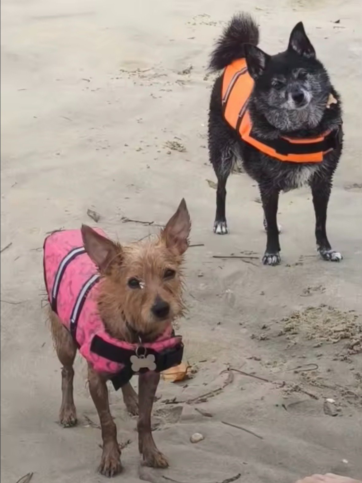 Life Jackets For Dogs and Cats product image (9)