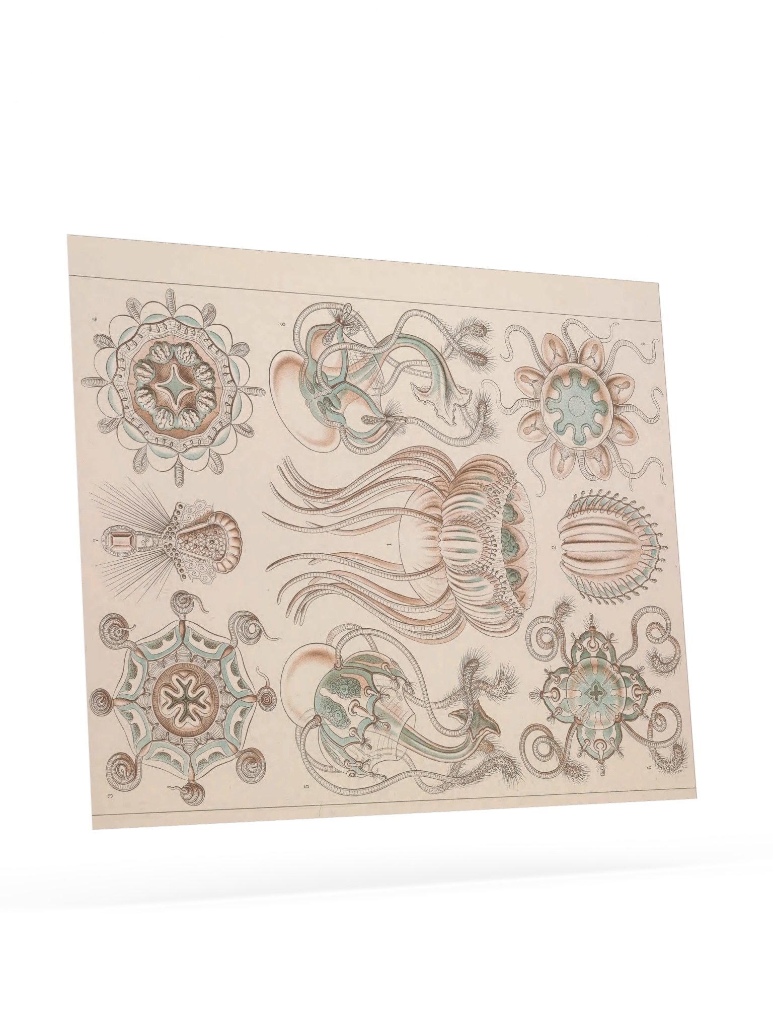 Narcomedusae, Plate 16 – Haeckel Poster product image (9)