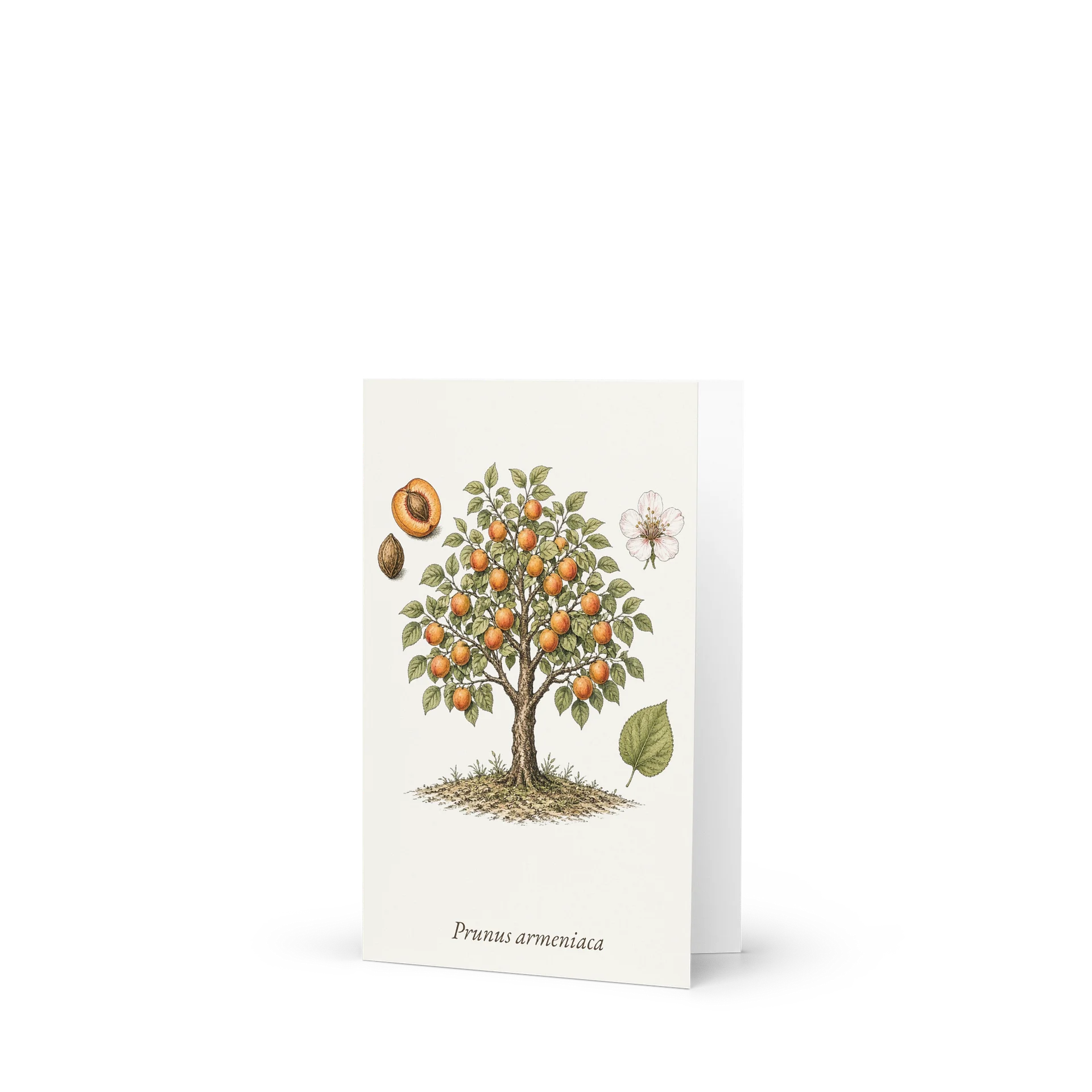Vintage Botanical Apricot Greeting Card product image (1)