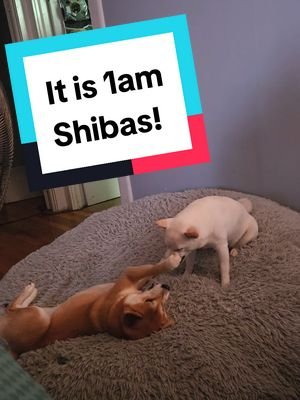 It's 1am. And the Shibas are Shiba-ing.... #deku #rumi #shibainu #notapolarbear #latenight 