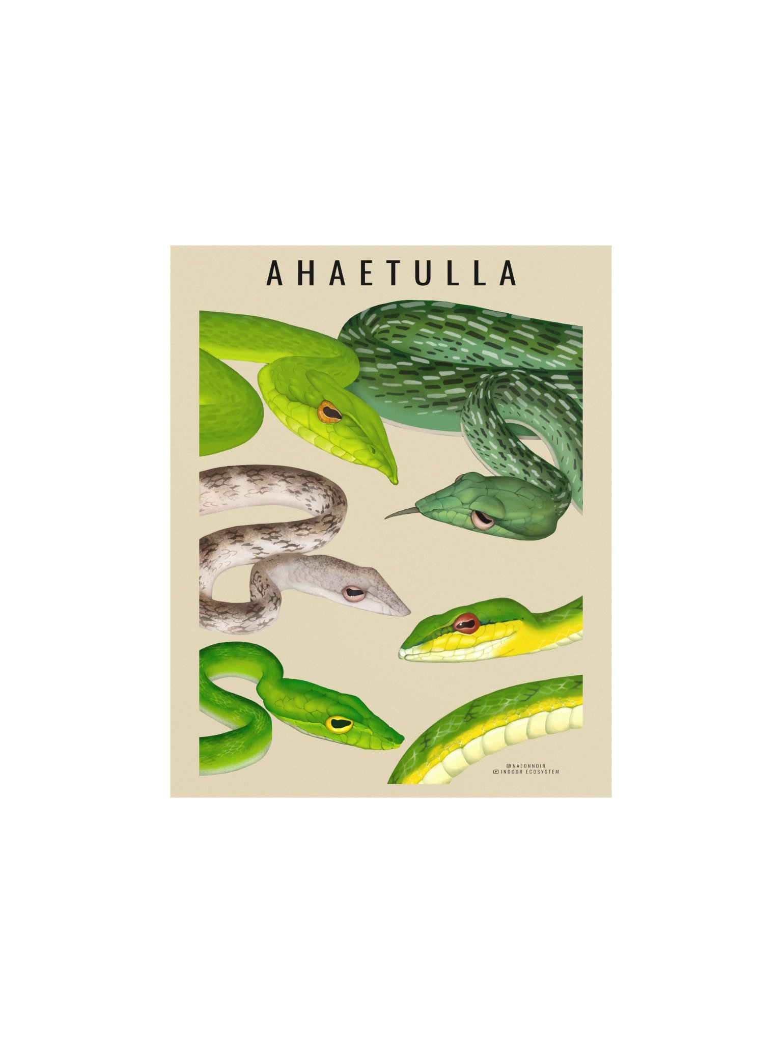 AHAETULLA VINE SNAKE POSTERS (CREAM) product image (1)