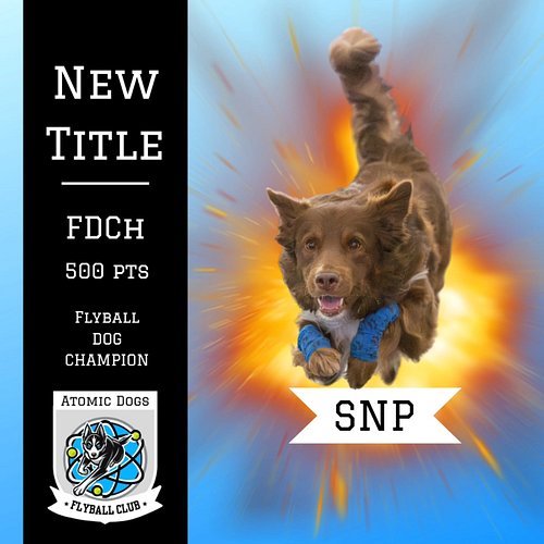SNP is moving up, up, UP! ⏫ Help us celebrate SNP and his handler, Ryan, on earning 500 NAFA Flyball racing points and a Flyb...