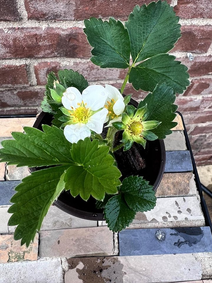 Strawberry Live Plant product image (2)