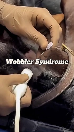 How To Diagnose Wobbler Syndrome 😷
Get your practice kits and merch through link in bio ⬆️🙌
🎥westondavis_equinesurgery
#medic...