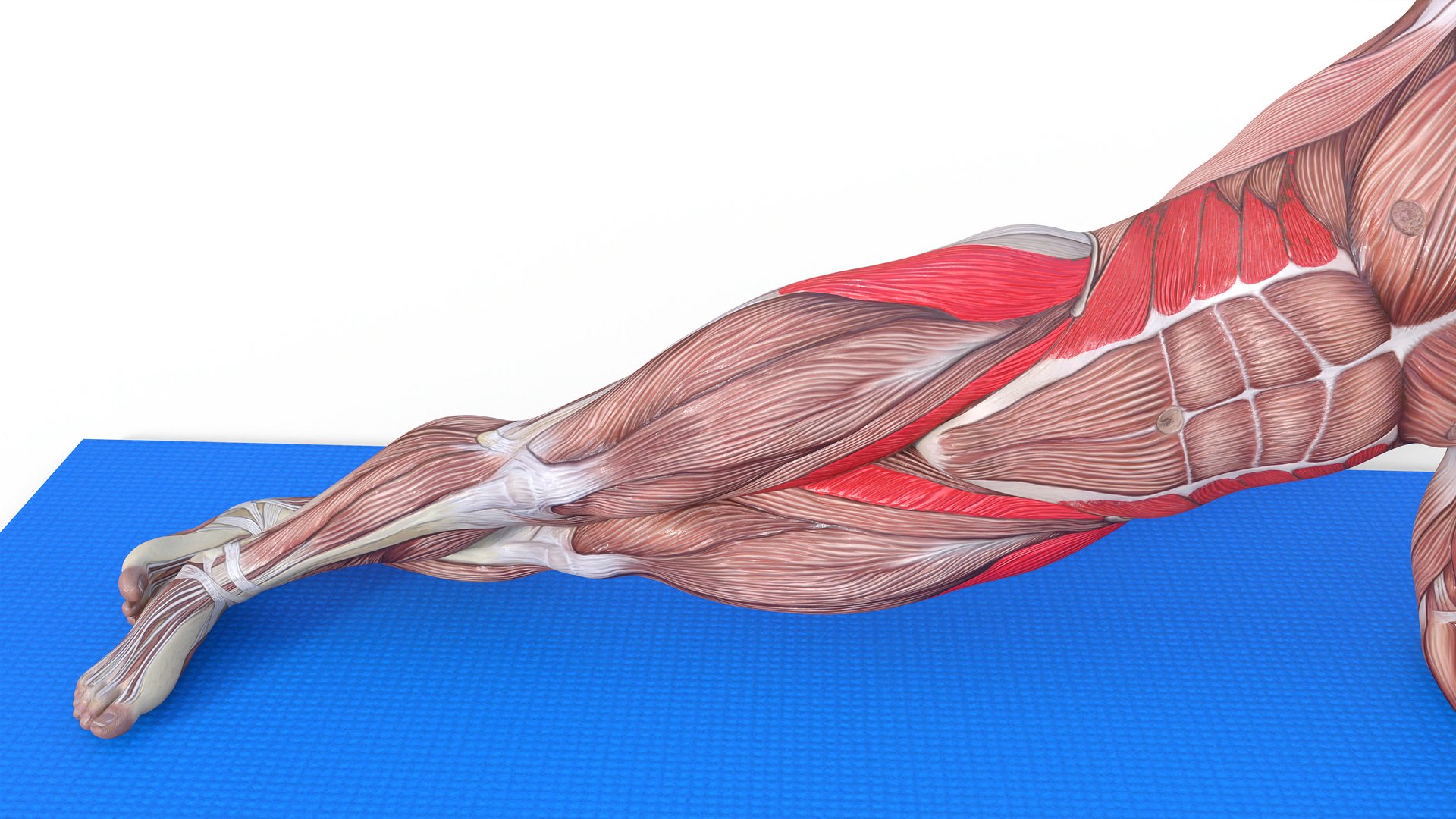 Side Plank Raise product image (4)